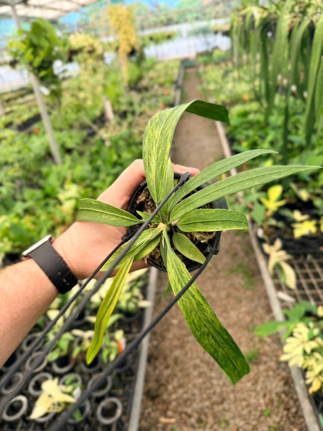 Handpicked 198 - Anthurium Vittariifolium Variegata | Uprooted