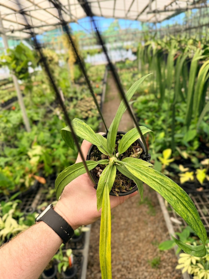 Handpicked 198 - Anthurium Vittariifolium Variegata | Uprooted