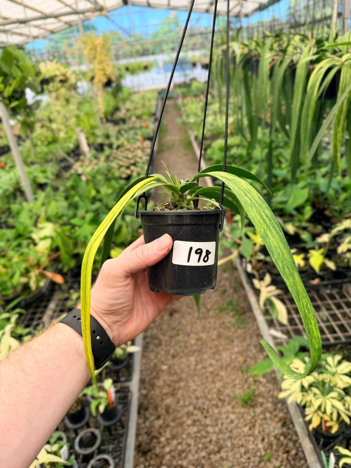 Handpicked 198 - Anthurium Vittariifolium Variegata | Uprooted