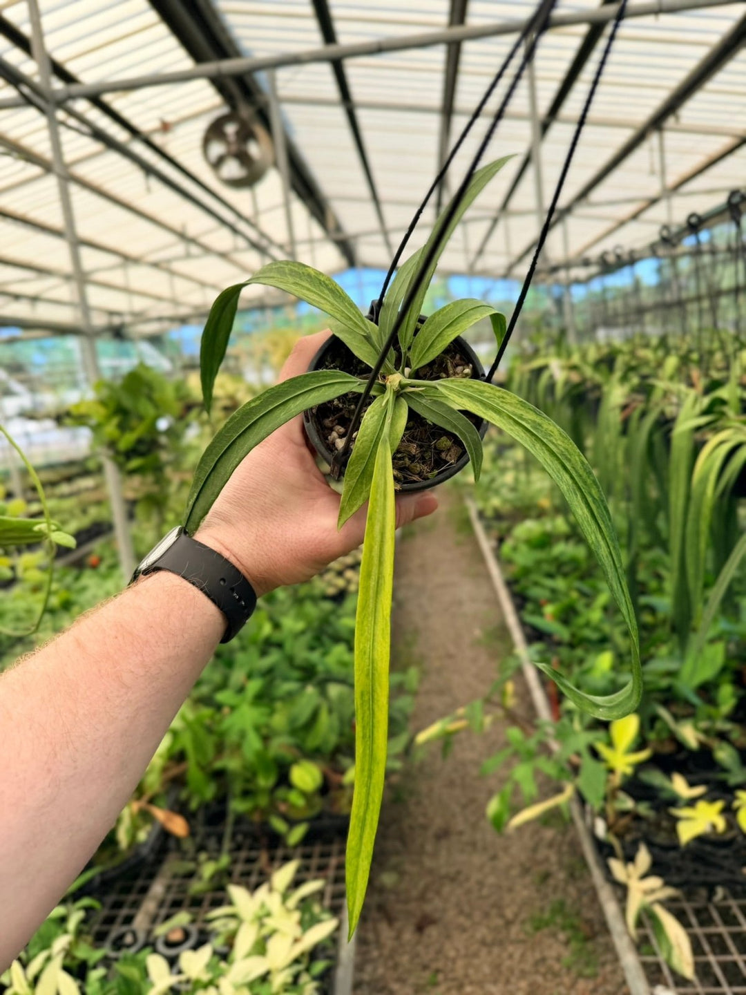 Handpicked 198 - Anthurium Vittariifolium Variegata | Uprooted
