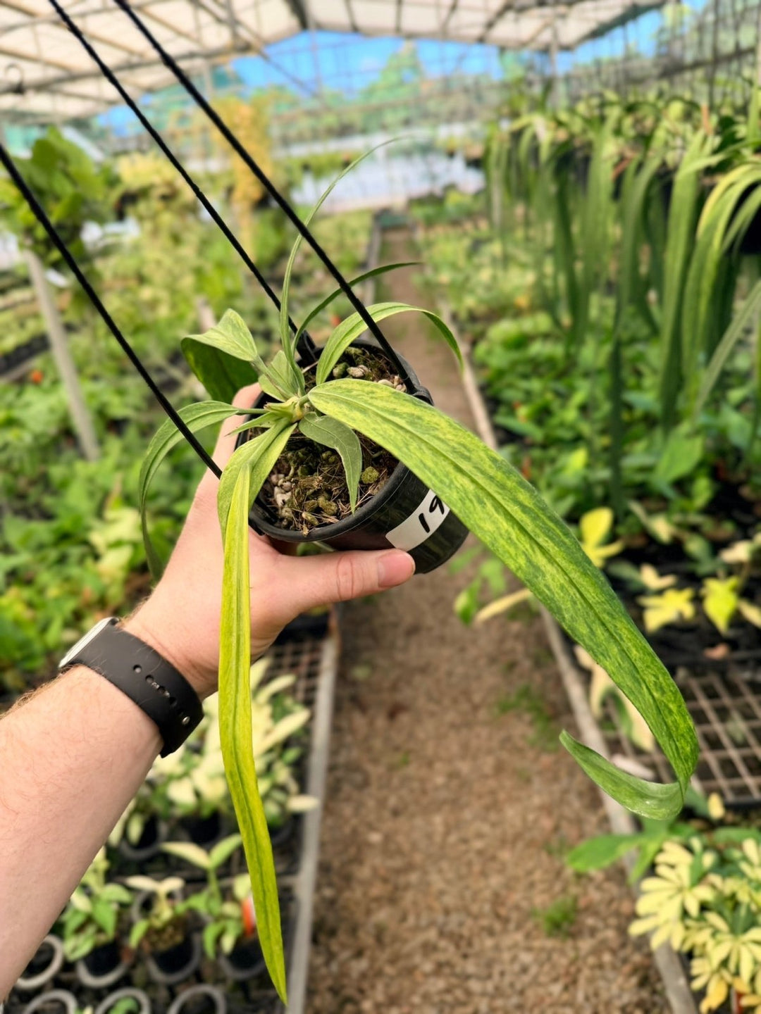 Handpicked 198 - Anthurium Vittariifolium Variegata | Uprooted