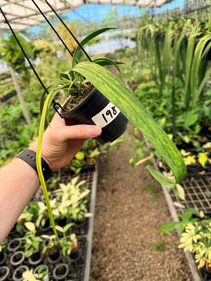 Handpicked 198 - Anthurium Vittariifolium Variegata | Uprooted