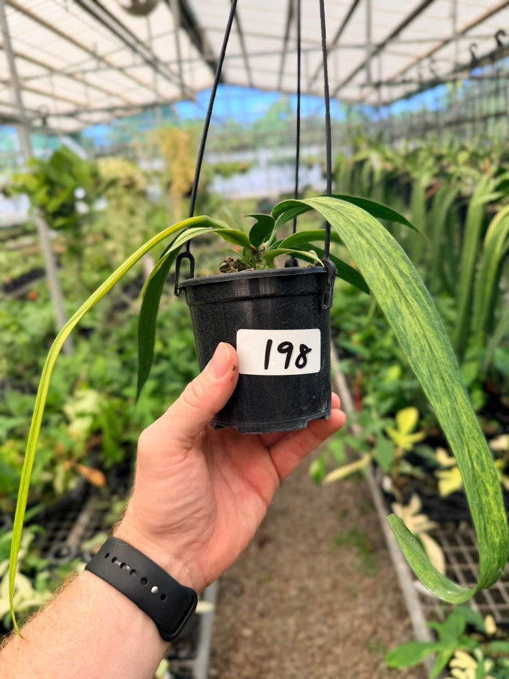 Handpicked 198 - Anthurium Vittariifolium Variegata | Uprooted