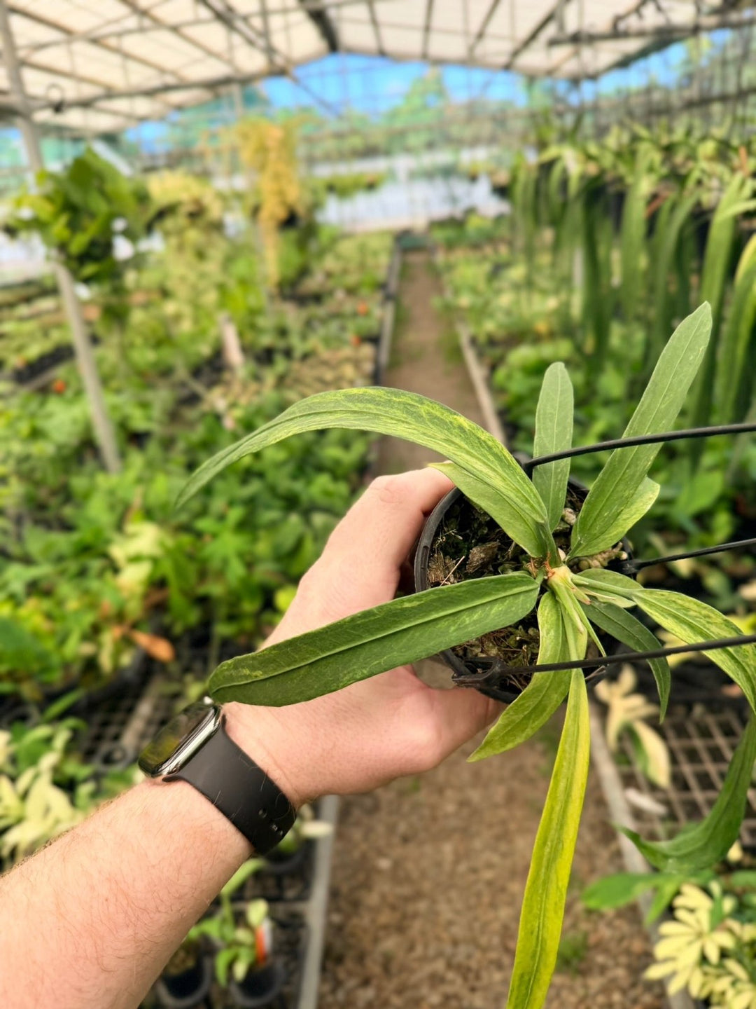 Handpicked 198 - Anthurium Vittariifolium Variegata | Uprooted