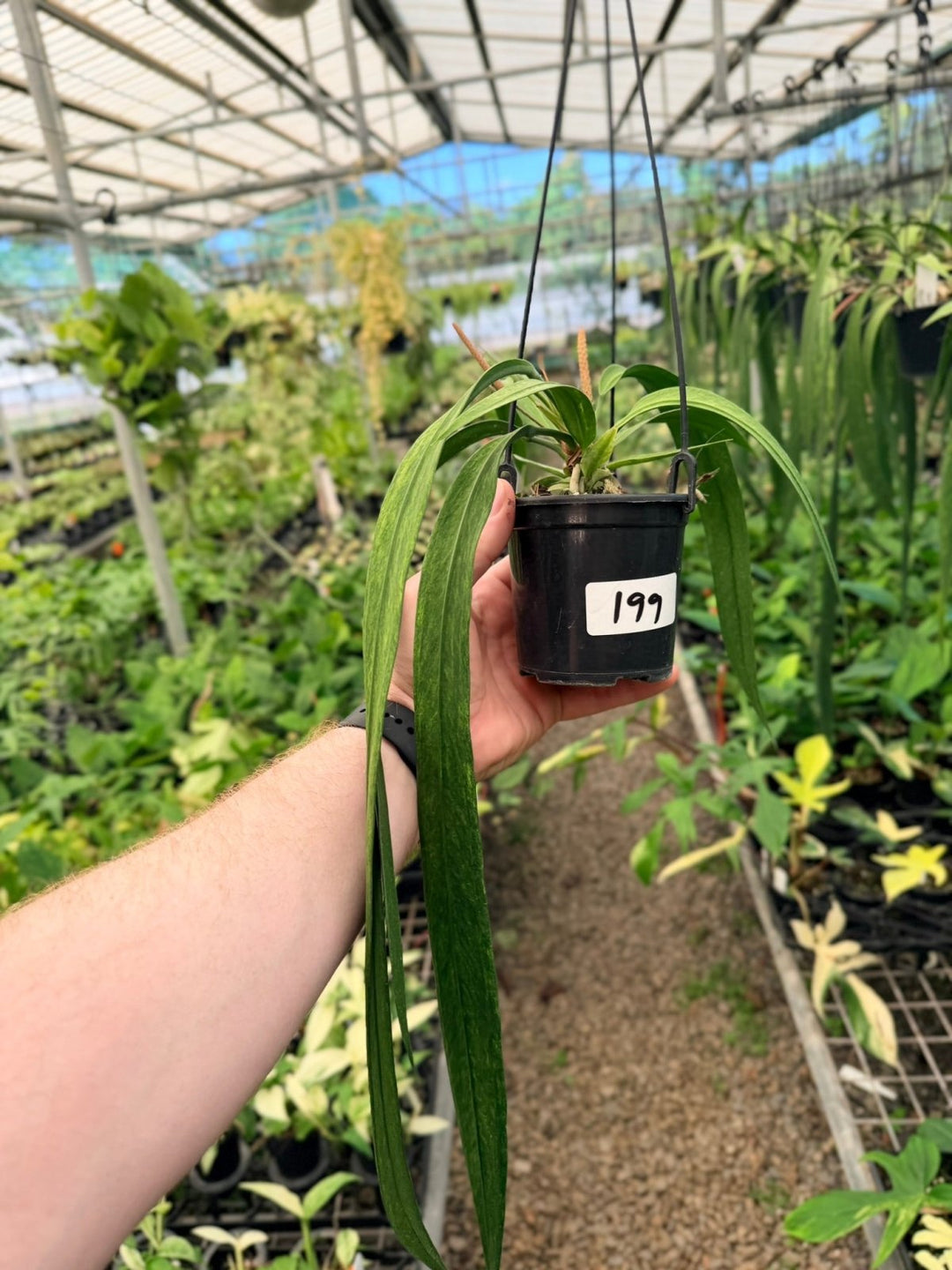 Handpicked 199 - Anthurium Vittariifolium Variegata | Uprooted