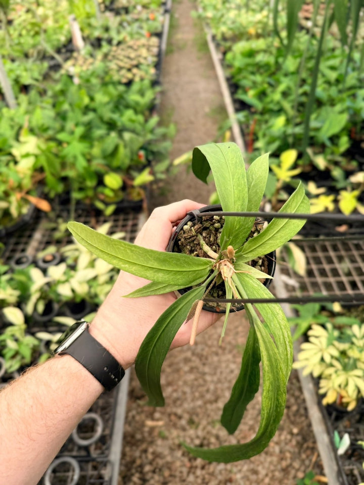 Handpicked 199 - Anthurium Vittariifolium Variegata | Uprooted