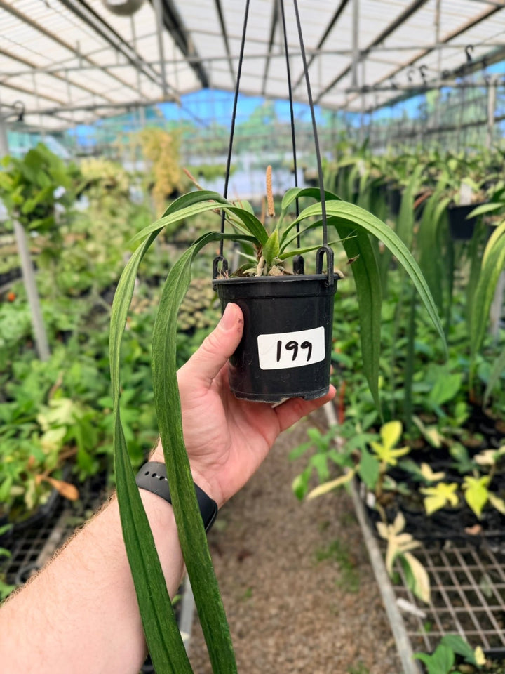 Handpicked 199 - Anthurium Vittariifolium Variegata | Uprooted
