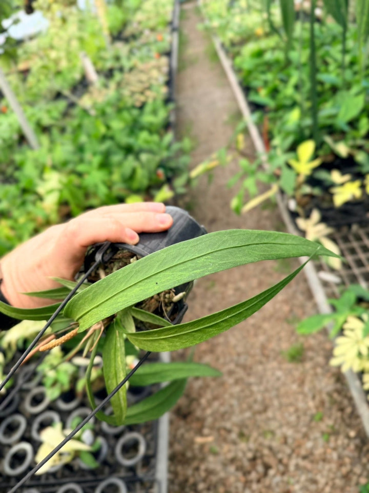 Handpicked 199 - Anthurium Vittariifolium Variegata | Uprooted