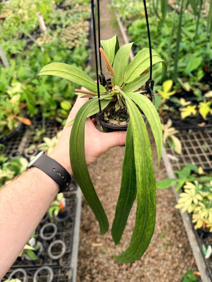Handpicked 199 - Anthurium Vittariifolium Variegata | Uprooted