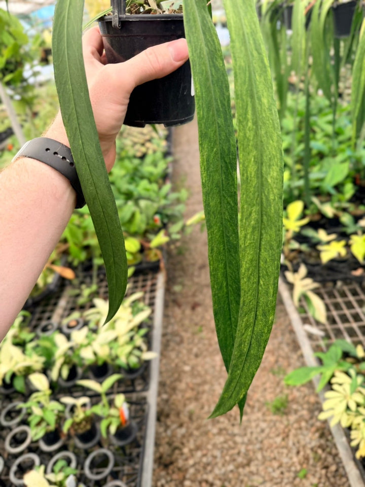 Handpicked 199 - Anthurium Vittariifolium Variegata | Uprooted