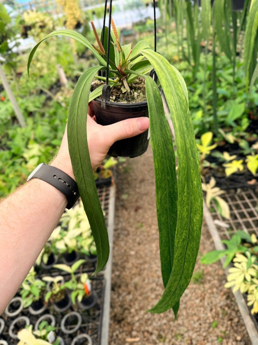 Handpicked 199 - Anthurium Vittariifolium Variegata | Uprooted