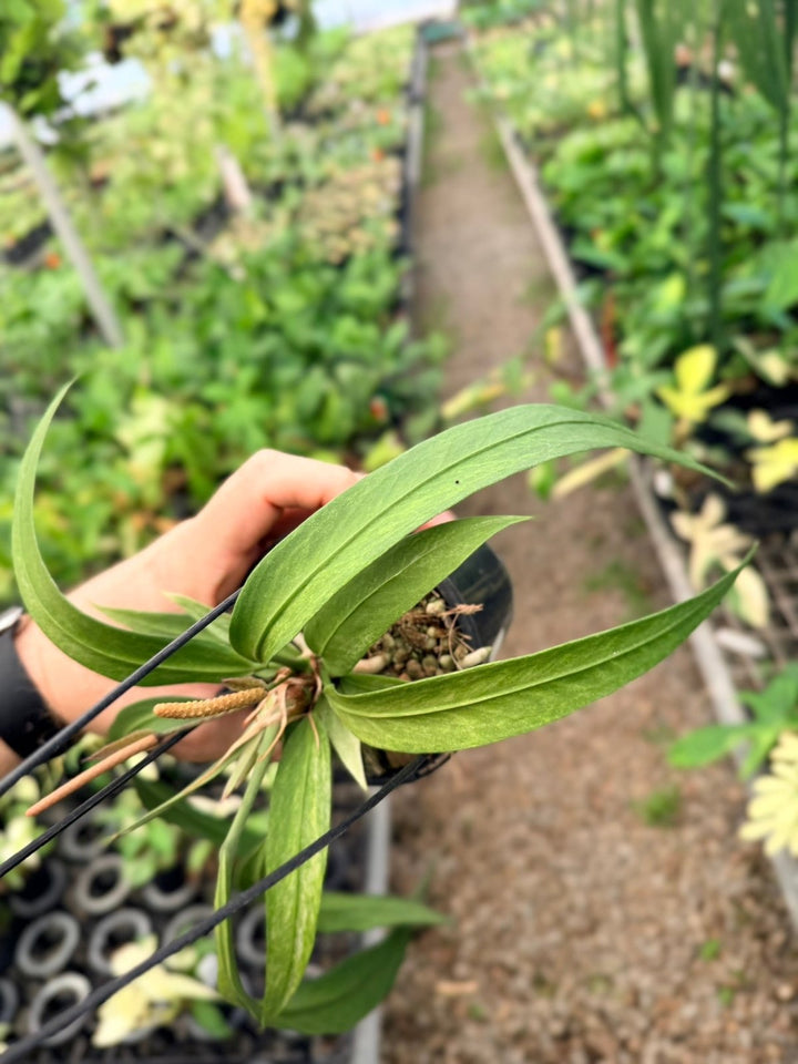Handpicked 199 - Anthurium Vittariifolium Variegata | Uprooted