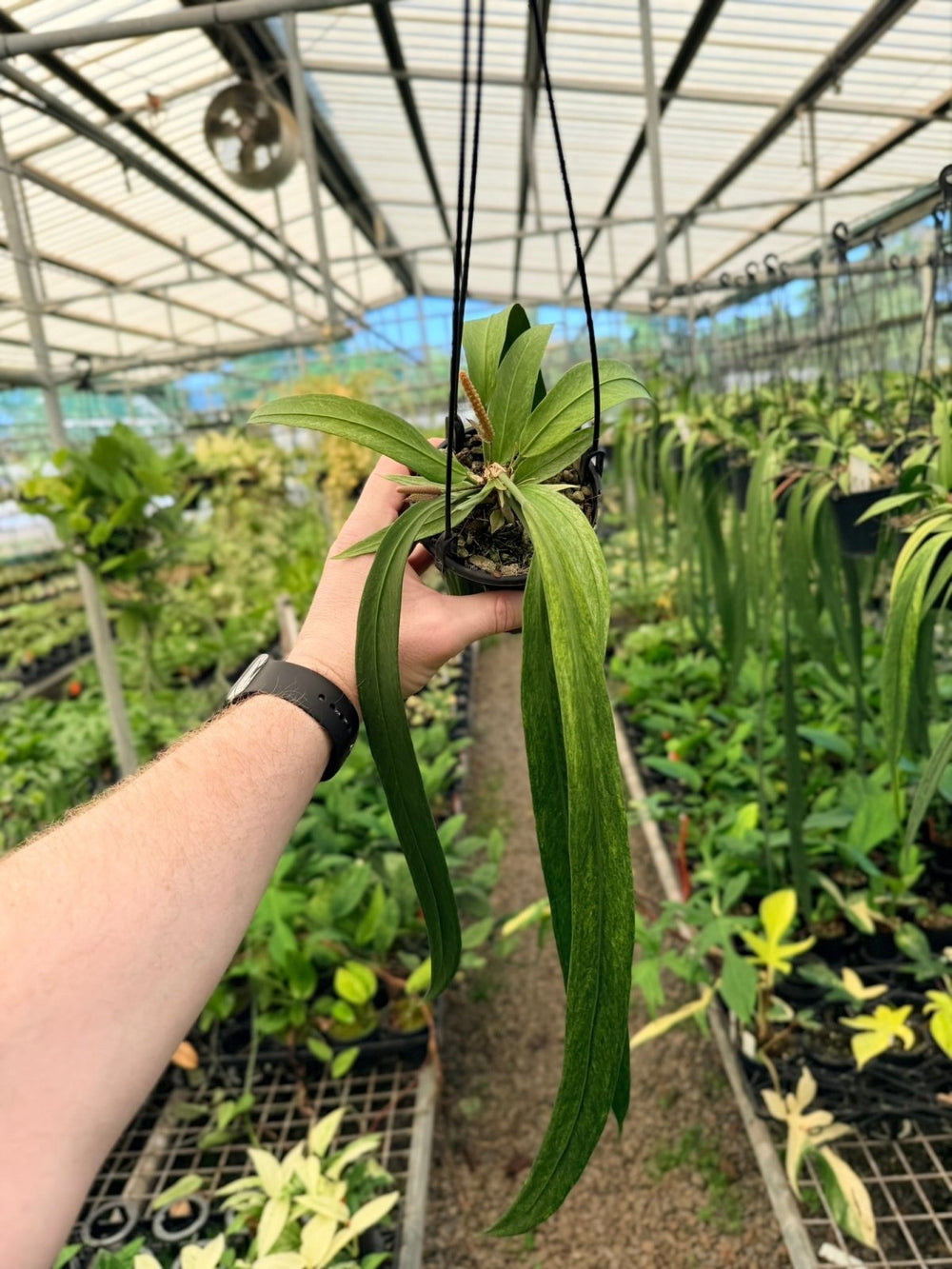 Handpicked 199 - Anthurium Vittariifolium Variegata | Uprooted
