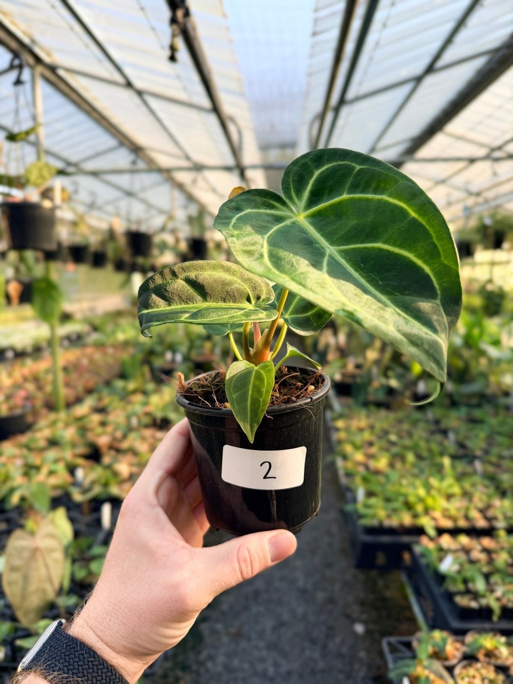 Handpicked 2 - Anthurium Regale | Uprooted