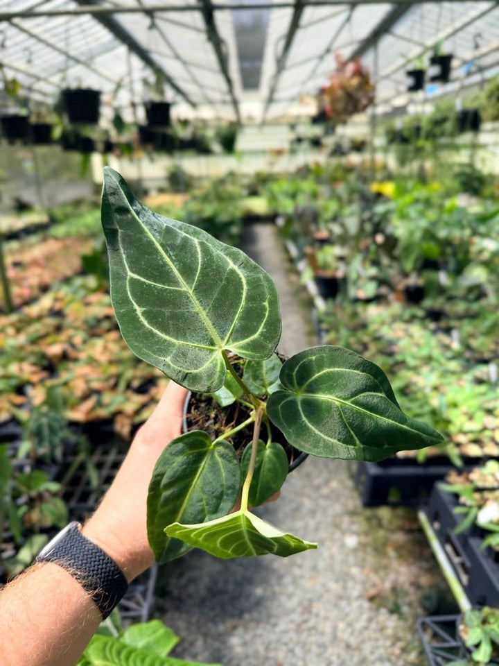 Handpicked 2 - Anthurium Regale | Uprooted