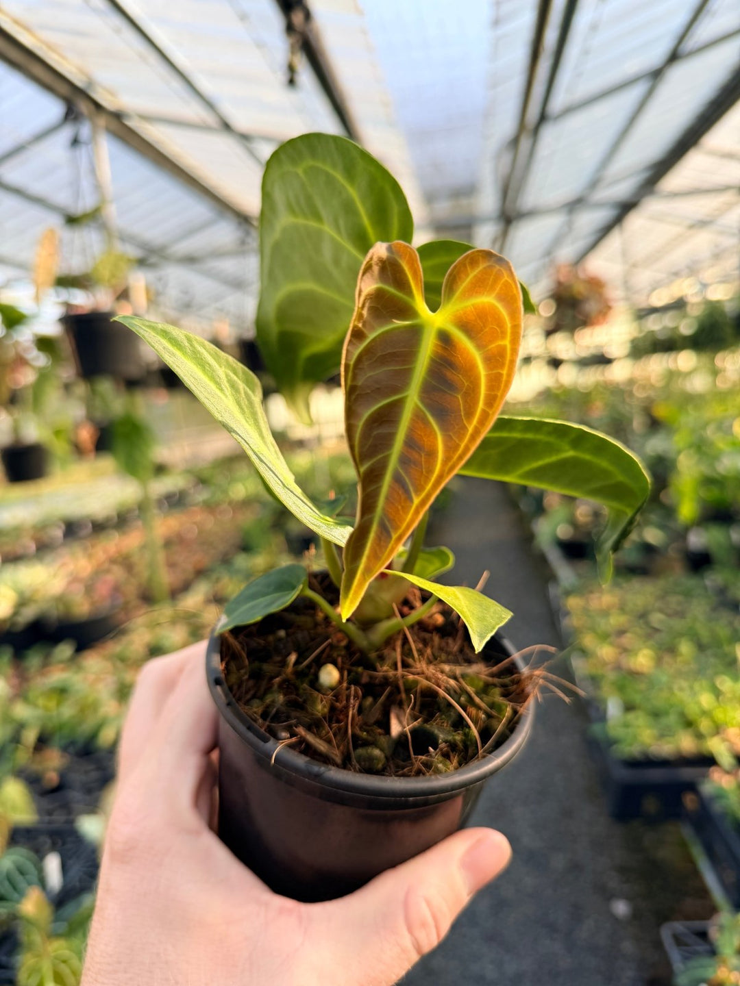 Handpicked 2 - Anthurium Regale | Uprooted
