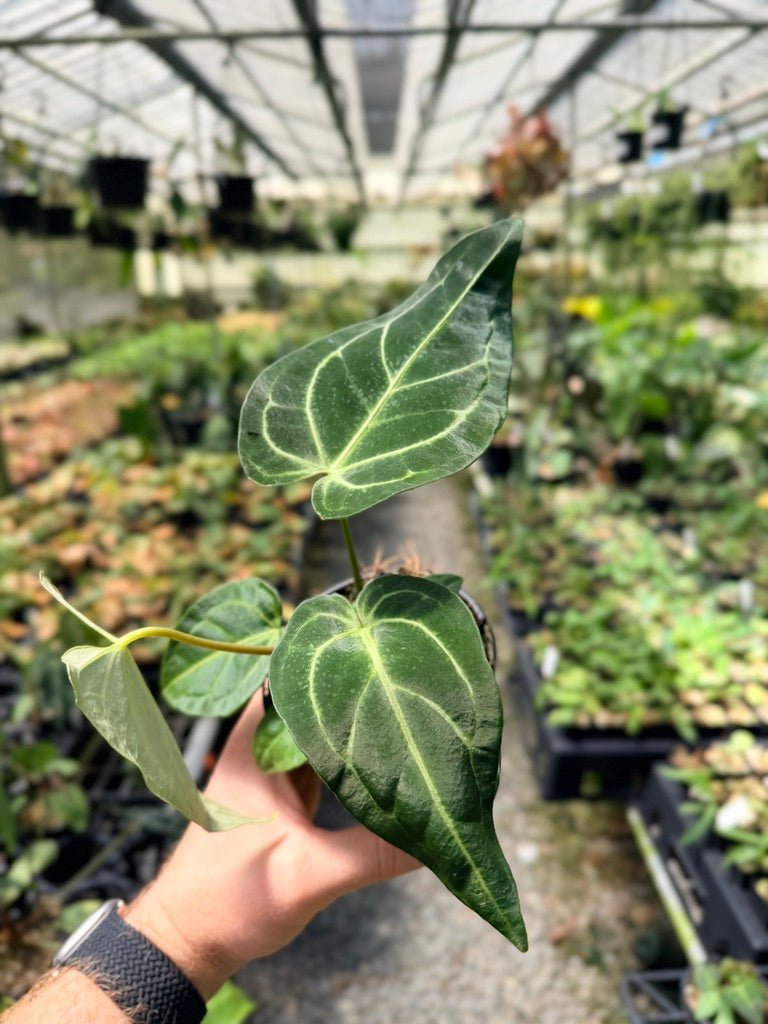 Handpicked 2 - Anthurium Regale | Uprooted