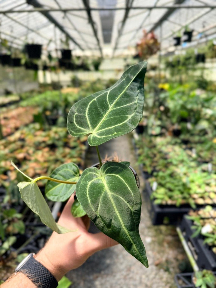 Handpicked 2 - Anthurium Regale | Uprooted