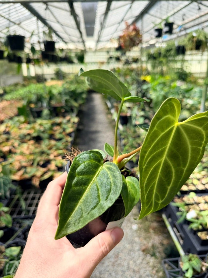 Handpicked 2 - Anthurium Regale | Uprooted
