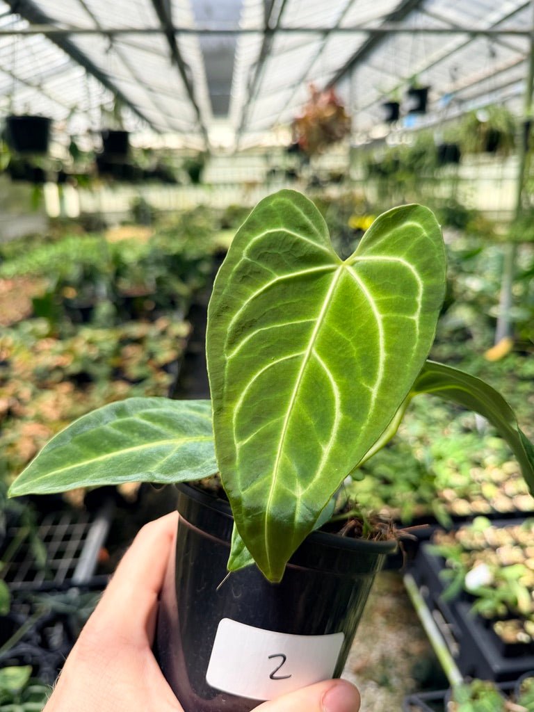 Handpicked 2 - Anthurium Regale | Uprooted