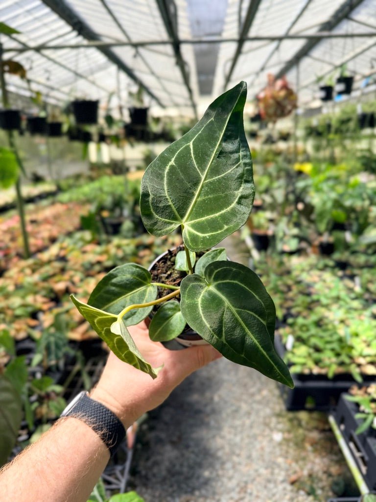 Handpicked 2 - Anthurium Regale | Uprooted