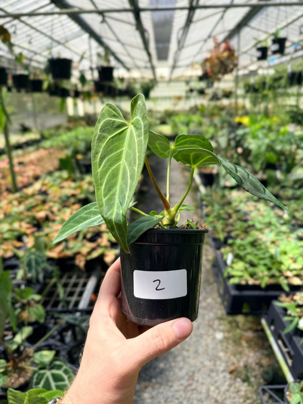 Handpicked 2 - Anthurium Regale | Uprooted