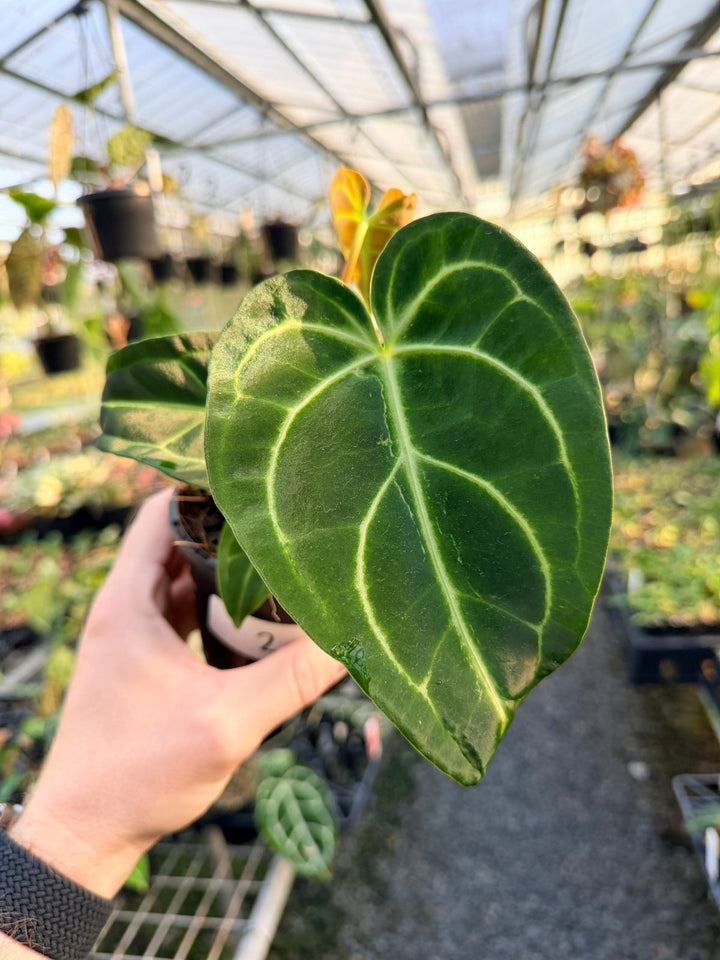 Handpicked 2 - Anthurium Regale | Uprooted