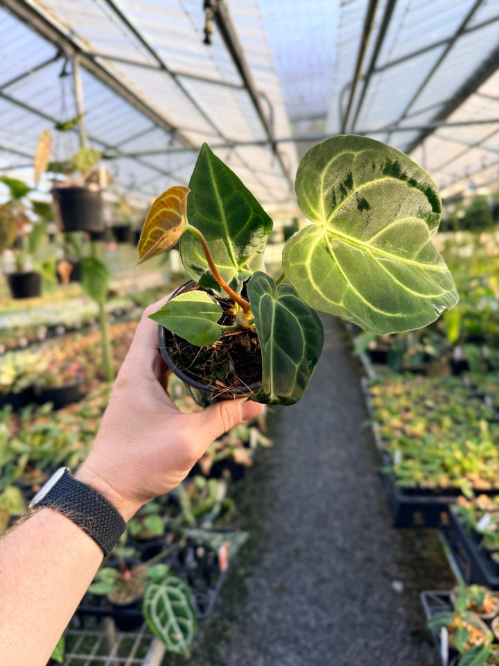 Handpicked 2 - Anthurium Regale | Uprooted