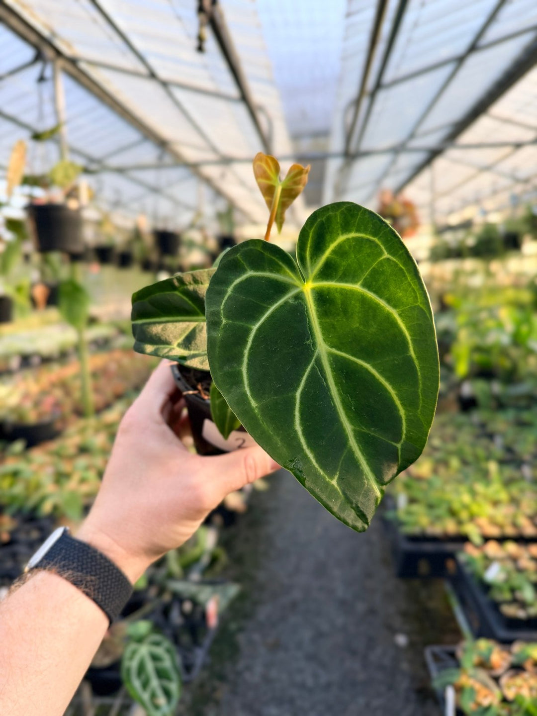 Handpicked 2 - Anthurium Regale | Uprooted