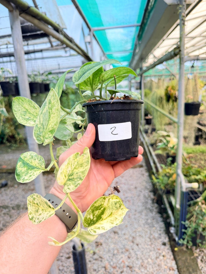 Handpicked 2 - Scindapsus Pictus - Creme Brulee | Uprooted