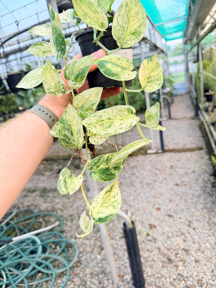 Handpicked 2 - Scindapsus Pictus - Creme Brulee | Uprooted