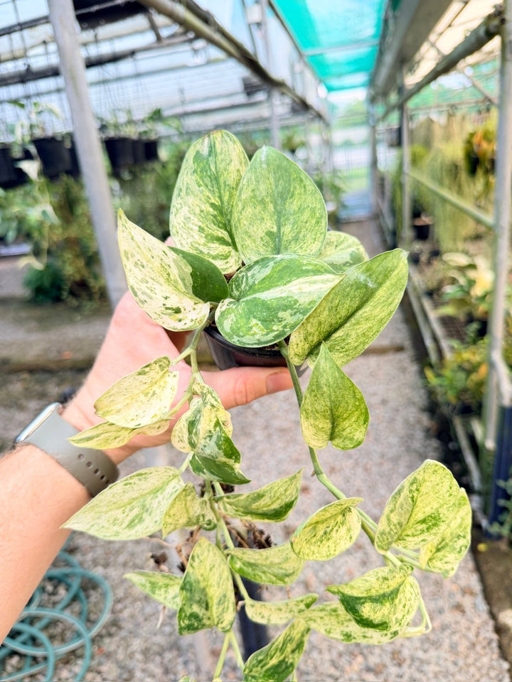 Handpicked 2 - Scindapsus Pictus - Creme Brulee | Uprooted