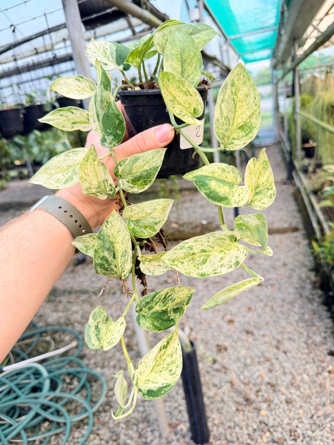 Handpicked 2 - Scindapsus Pictus - Creme Brulee | Uprooted