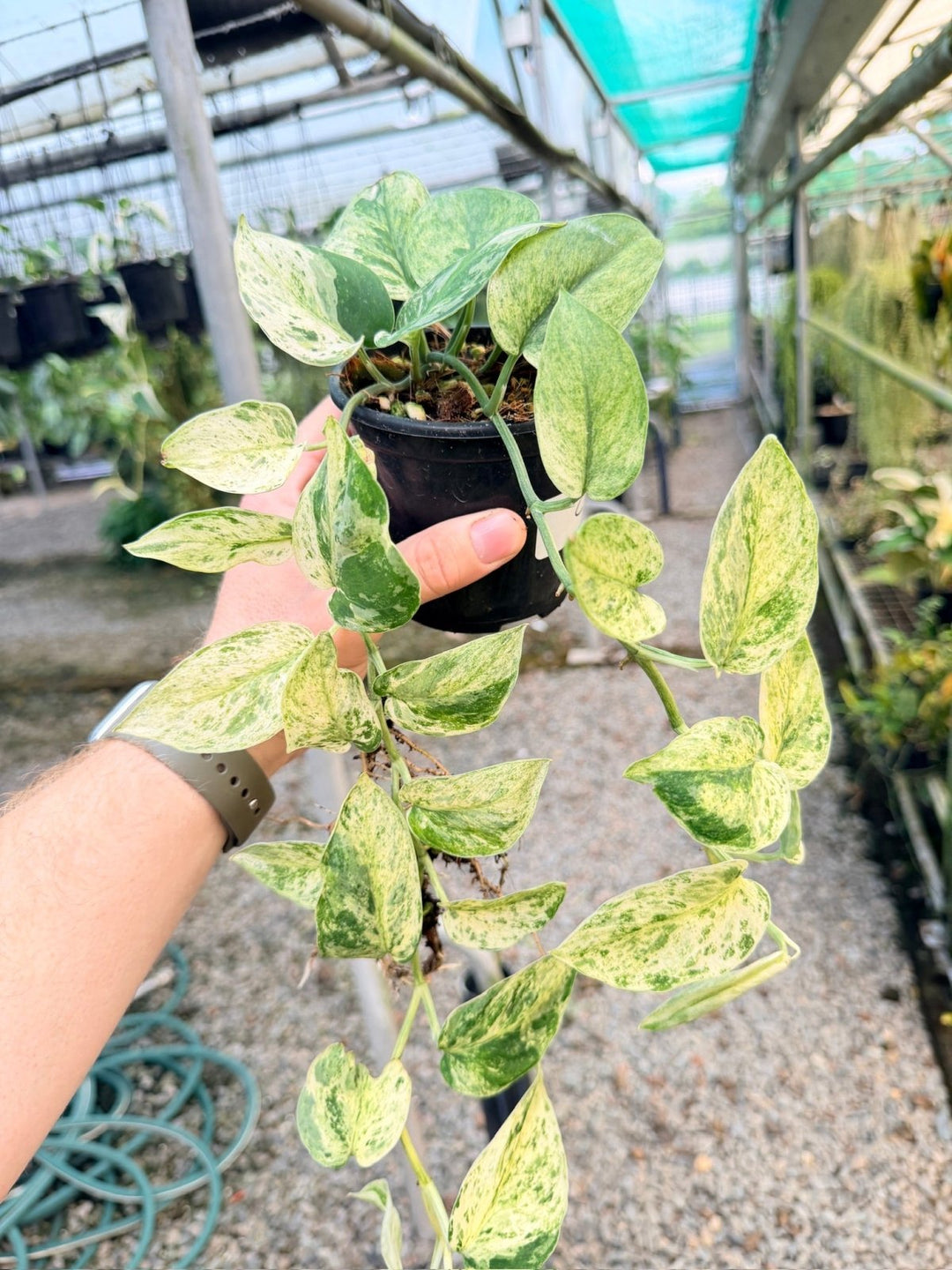 Handpicked 2 - Scindapsus Pictus - Creme Brulee | Uprooted