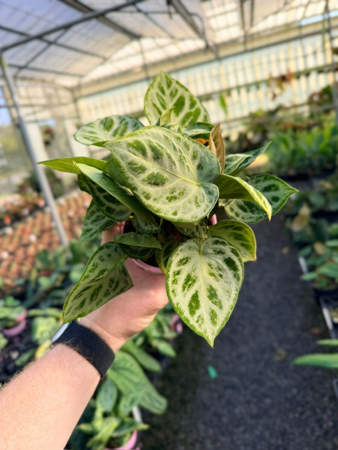 Handpicked 20 - Anthurium Crystallinum Dorayaki - Silver Blush - Multi Head | Uprooted