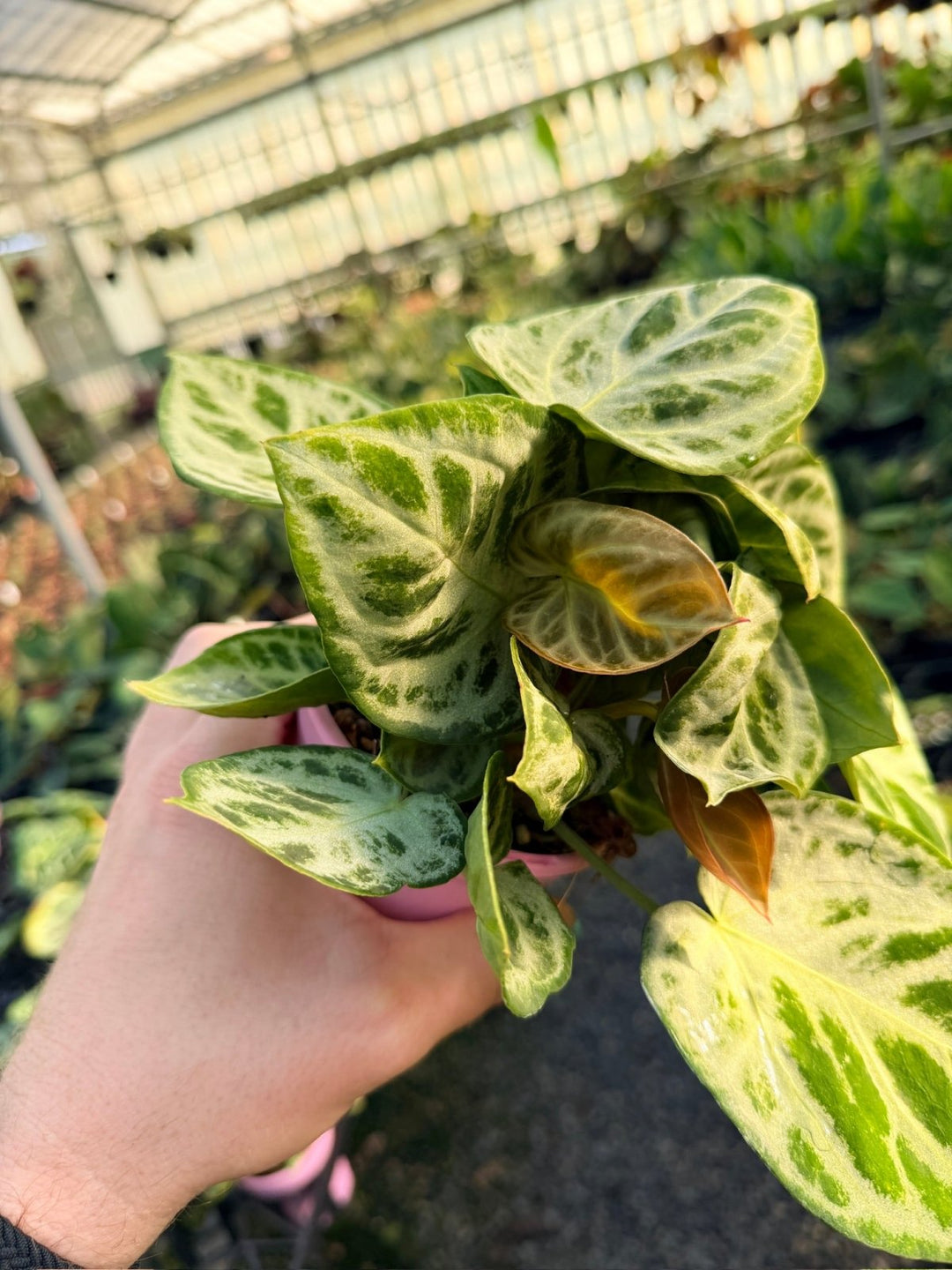 Handpicked 20 - Anthurium Crystallinum Dorayaki - Silver Blush - Multi Head | Uprooted