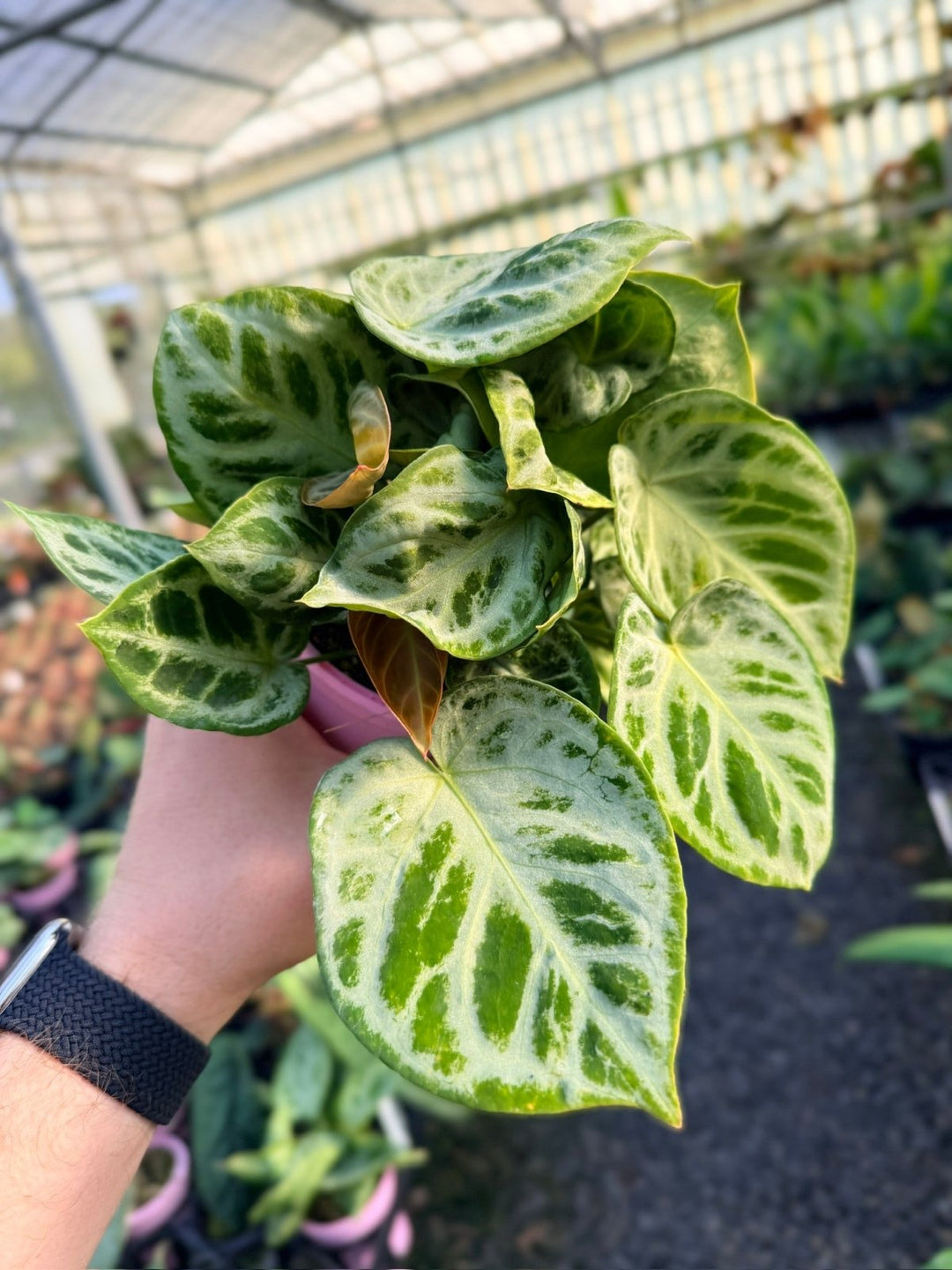 Handpicked 20 - Anthurium Crystallinum Dorayaki - Silver Blush - Multi Head | Uprooted