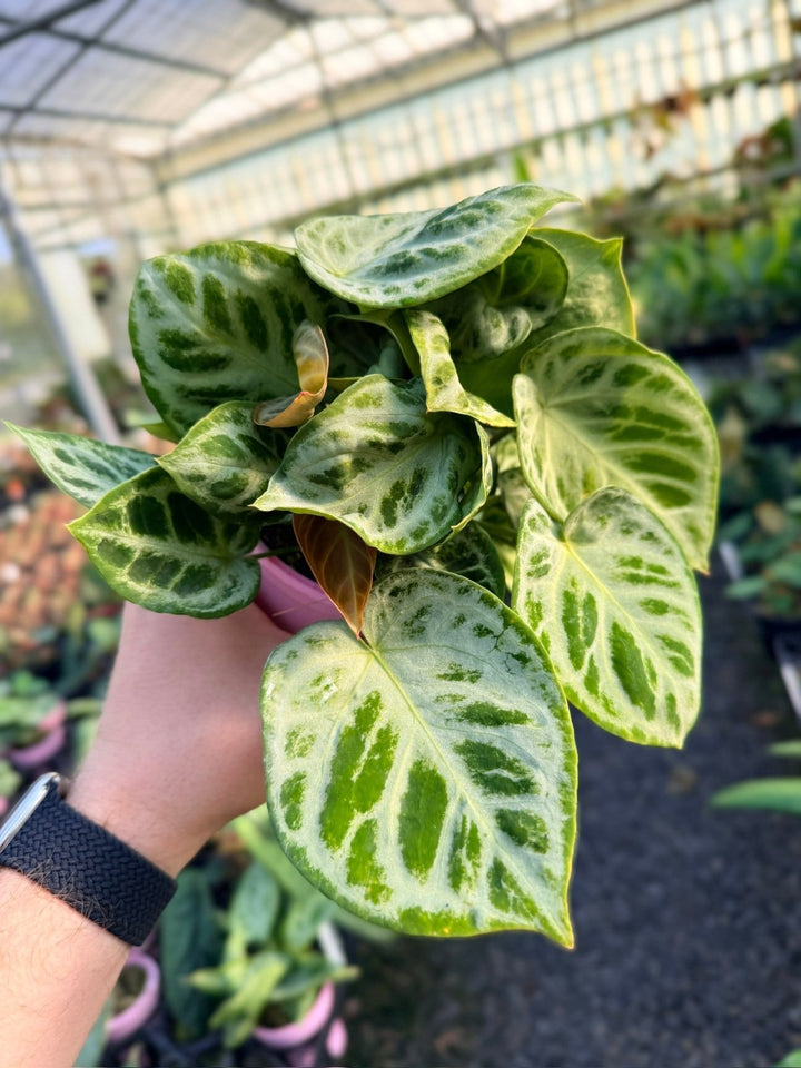 Handpicked 20 - Anthurium Crystallinum Dorayaki - Silver Blush - Multi Head | Uprooted