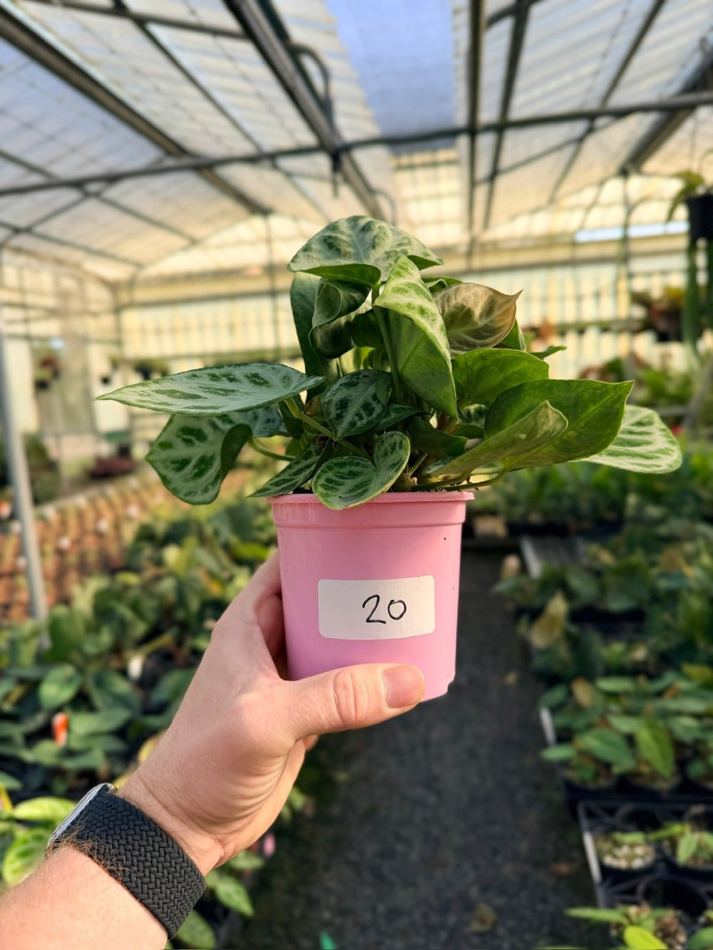 Handpicked 20 - Anthurium Crystallinum Dorayaki - Silver Blush - Multi Head | Uprooted