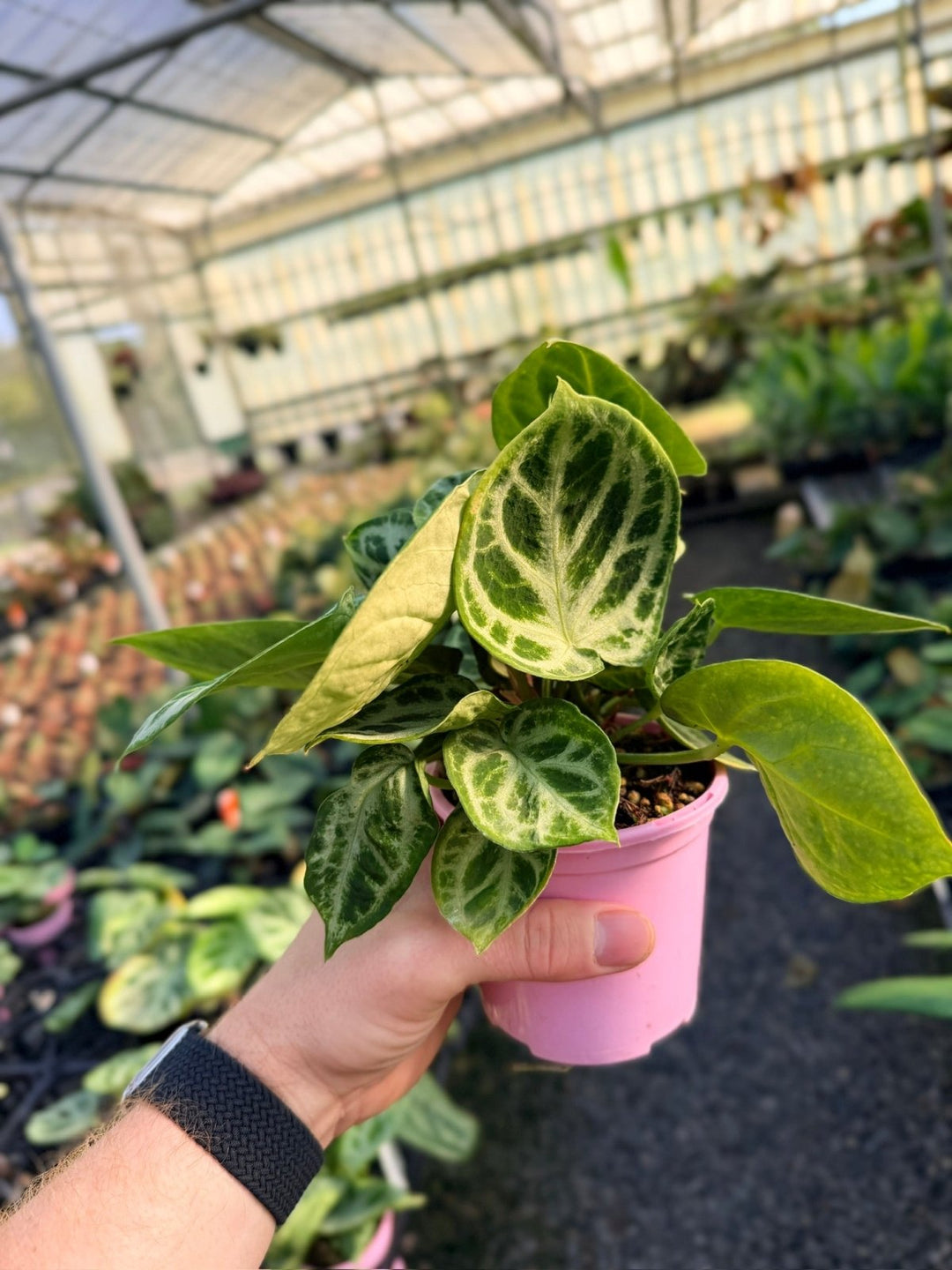 Handpicked 20 - Anthurium Crystallinum Dorayaki - Silver Blush - Multi Head | Uprooted