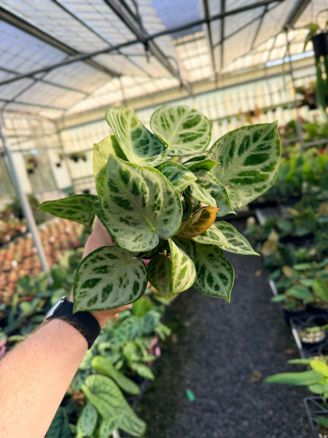 Handpicked 20 - Anthurium Crystallinum Dorayaki - Silver Blush - Multi Head | Uprooted
