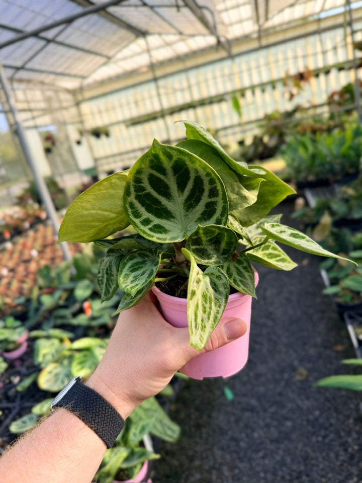 Handpicked 20 - Anthurium Crystallinum Dorayaki - Silver Blush - Multi Head | Uprooted