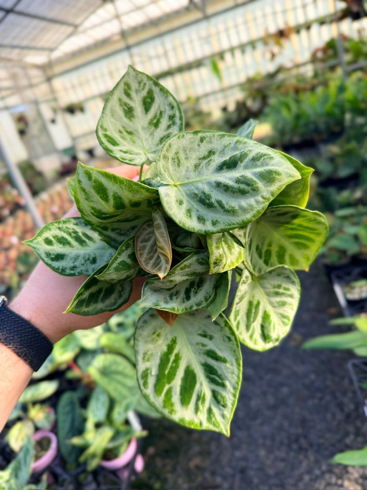 Handpicked 20 - Anthurium Crystallinum Dorayaki - Silver Blush - Multi Head | Uprooted