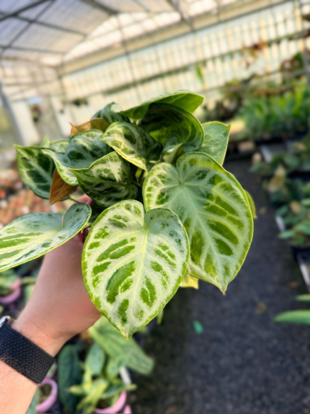 Handpicked 20 - Anthurium Crystallinum Dorayaki - Silver Blush - Multi Head | Uprooted