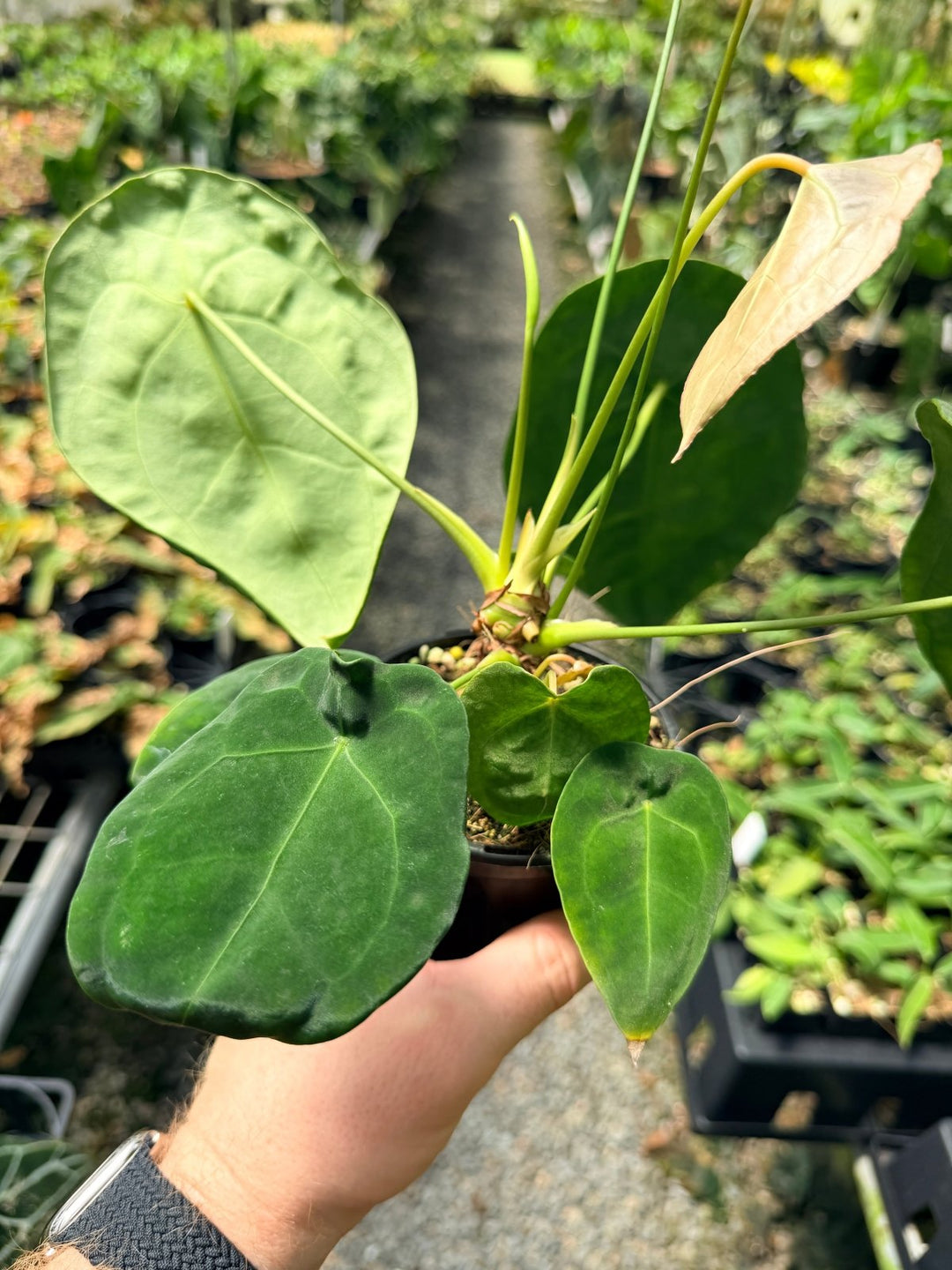 Handpicked 20 - Anthurium Forgetii X NOID | Uprooted