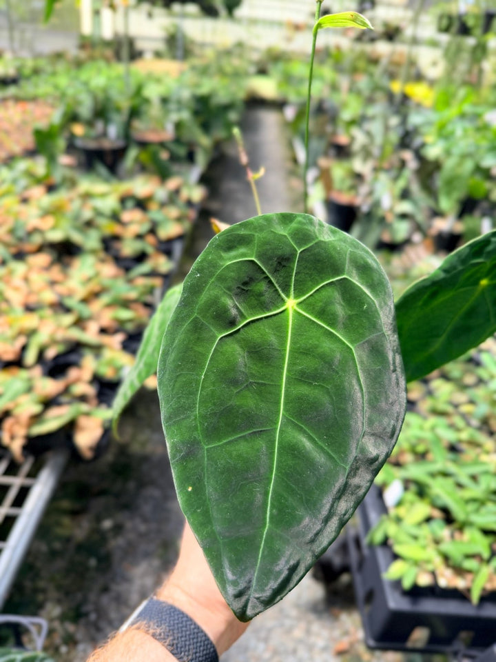 Handpicked 20 - Anthurium Forgetii X NOID | Uprooted