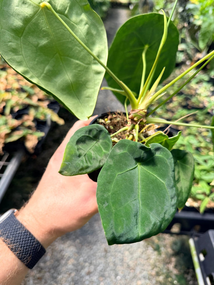 Handpicked 20 - Anthurium Forgetii X NOID | Uprooted