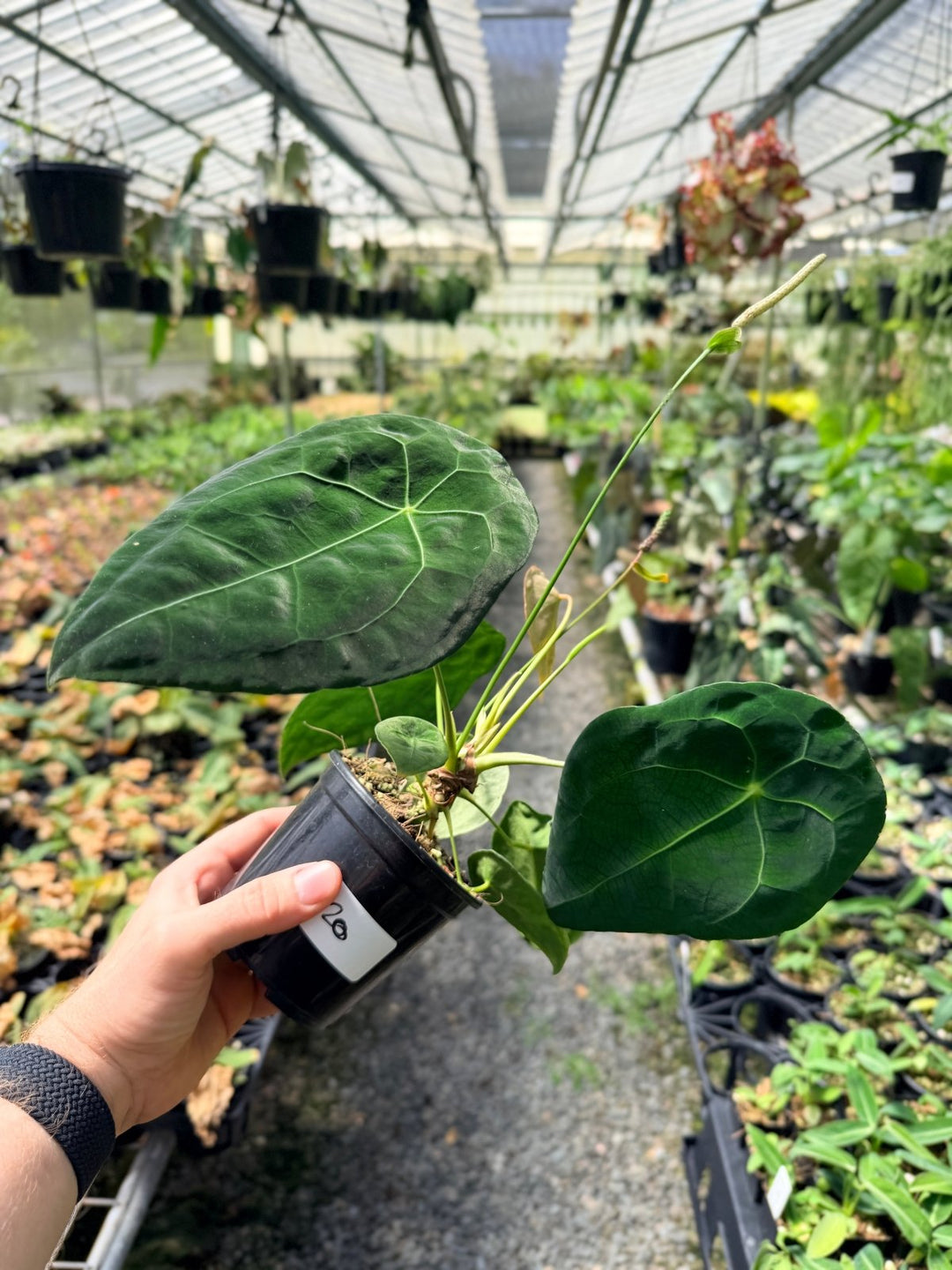 Handpicked 20 - Anthurium Forgetii X NOID | Uprooted