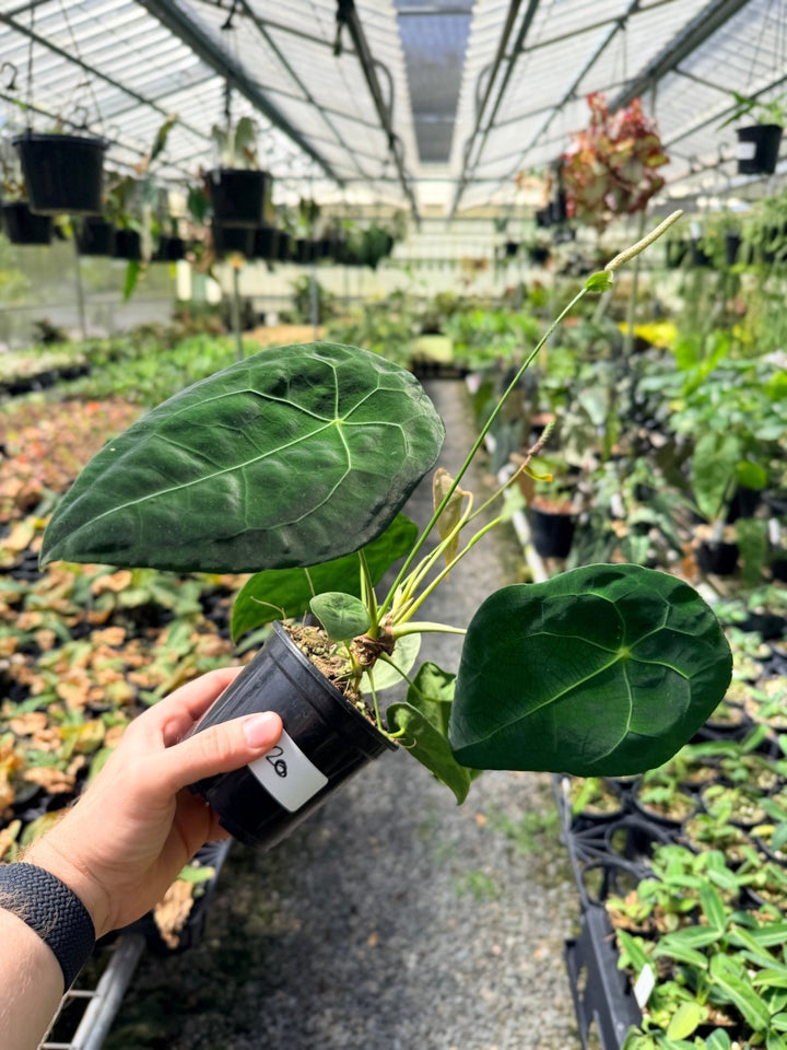 Handpicked 20 - Anthurium Forgetii X NOID | Uprooted