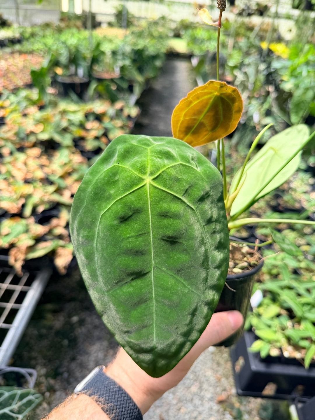 Handpicked 20 - Anthurium Forgetii X NOID | Uprooted